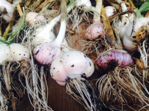 Garlic